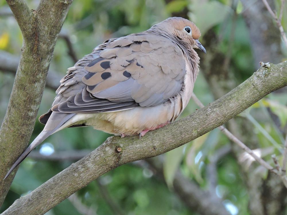 Unusual Mourning Dove Sightings and Sounds and Their Spiritual Meanings