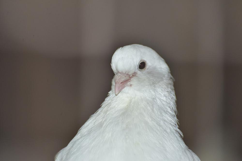 What Are the Spiritual Meanings of a White Dove?