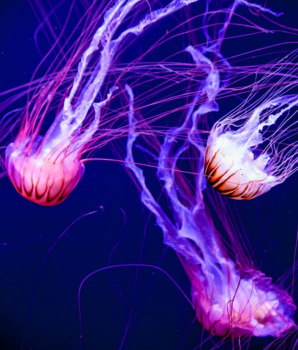 Profound Symbolism in Jellyfish Dreams