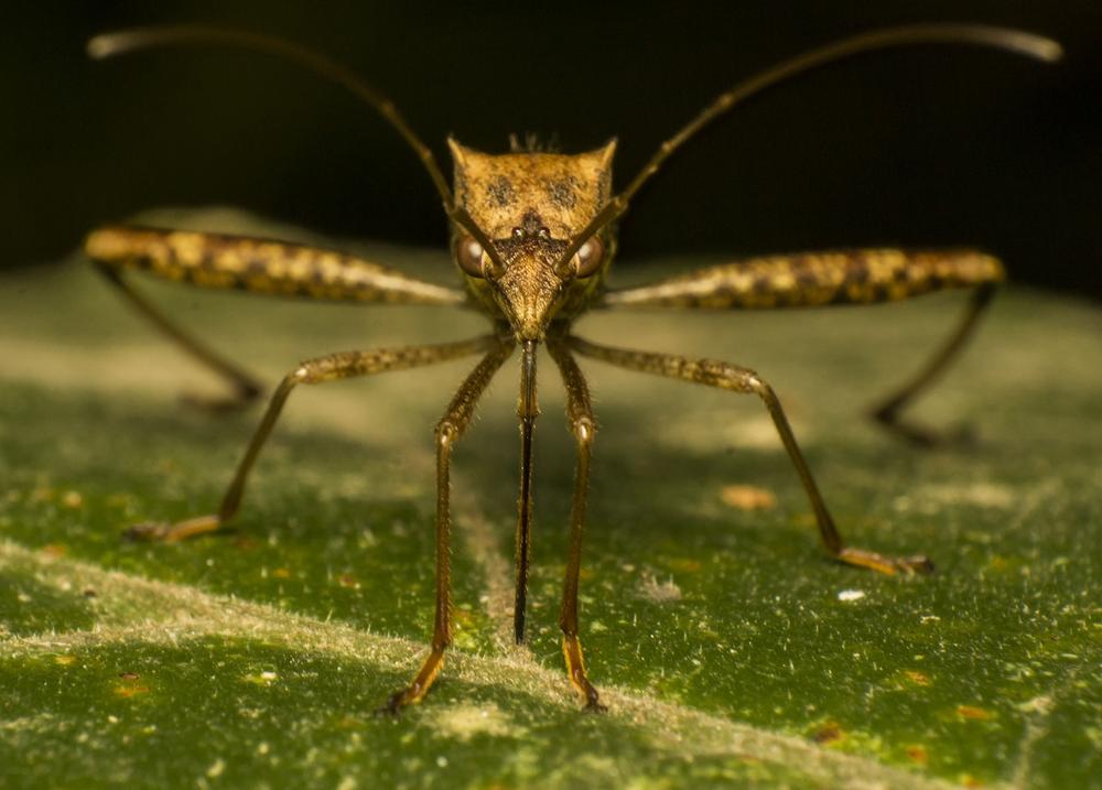 The Significance of Mosquitoes in Spirituality