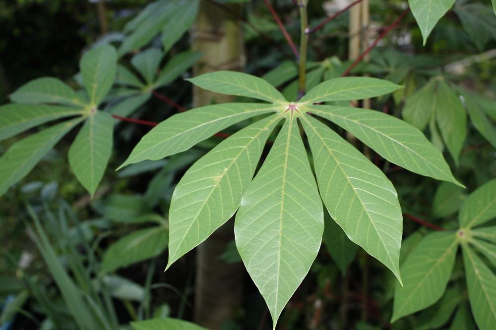 Symbolism of Eating Cooked Cassava in Dreams