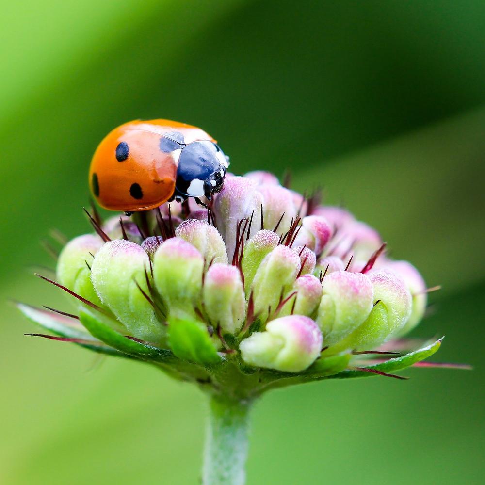 Ladybug as a Spirit Animal