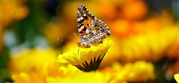 Spiritual Meaning of Saving a Butterfly