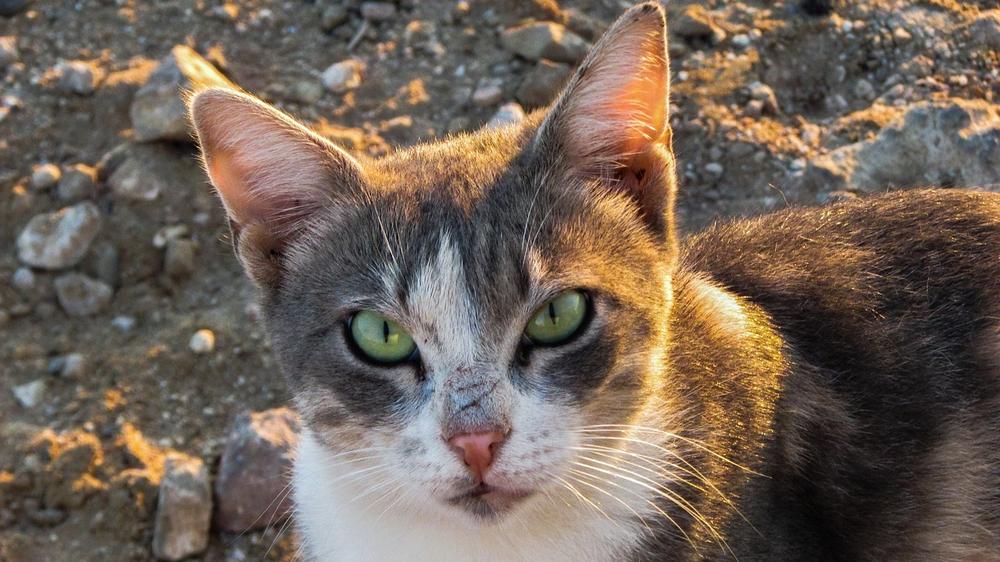 Psychic Abilities: Cat Stares and Energy