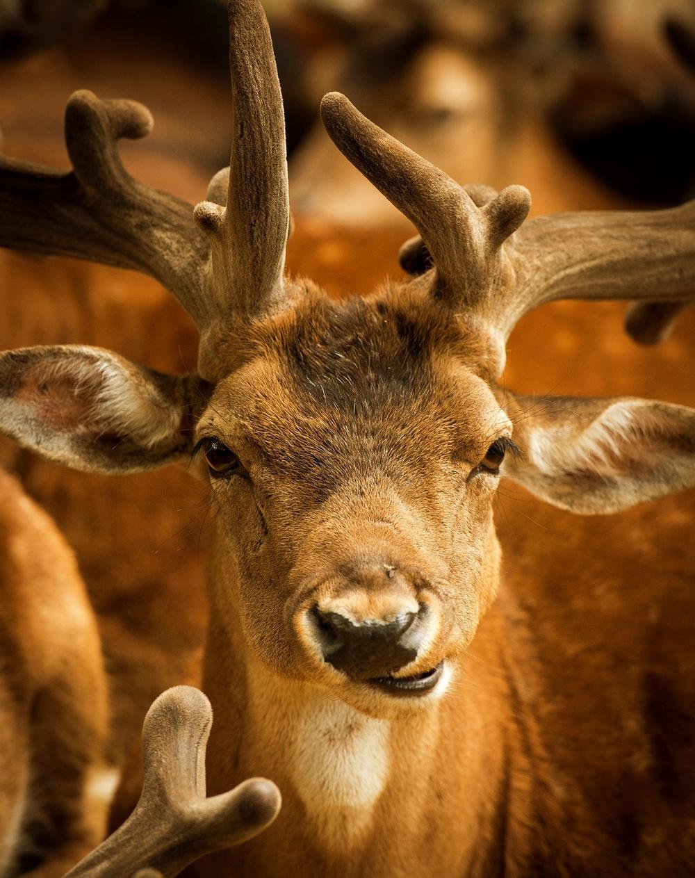 Exploring Interpreting Dead Deer Sightings