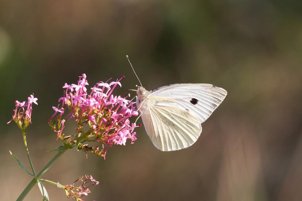 The Meaning Behind a White Butterfly Crossing Your Path