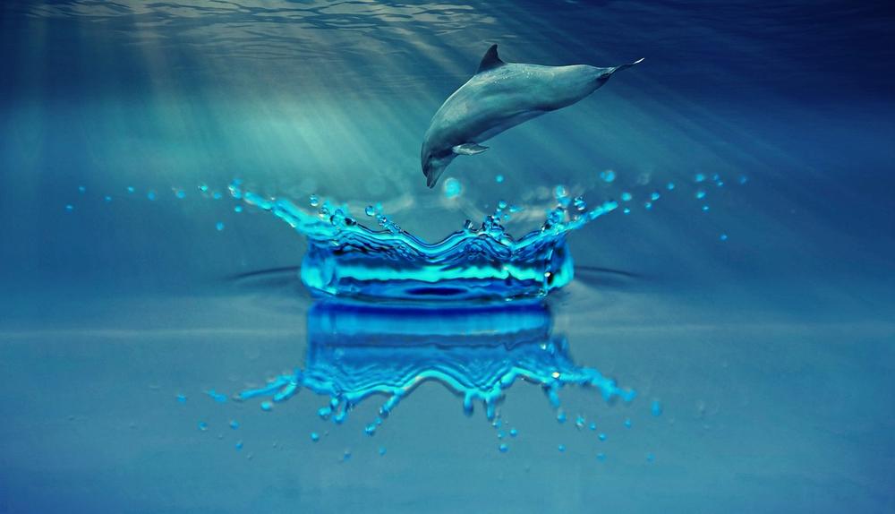The Sacred Wisdom and Healing Powers of Dolphins in South American Culture