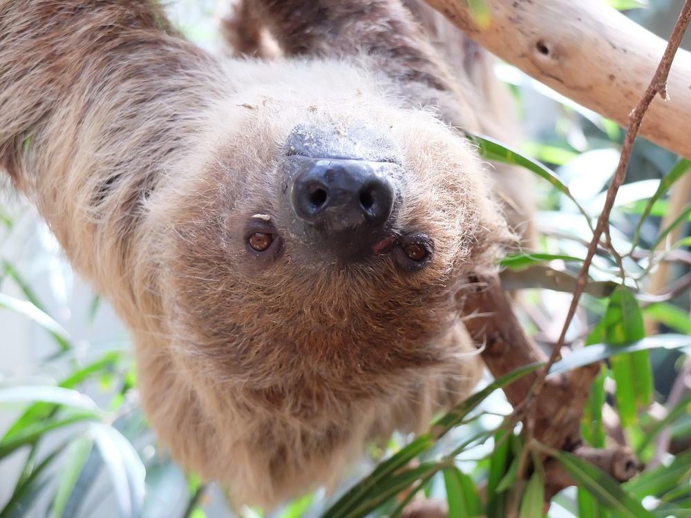 The Sloth, a Symbol of Generosity and Altruism