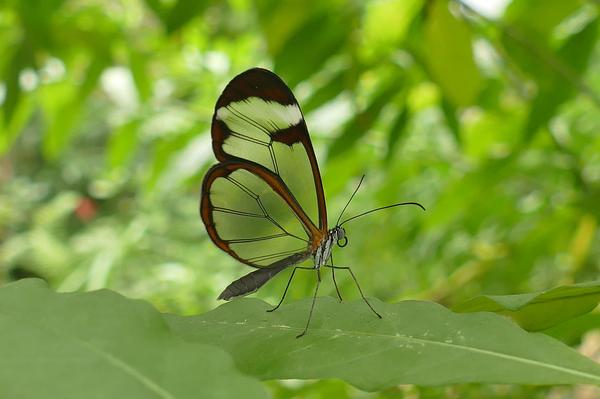Glasswing Butterfly Spiritual Meaning