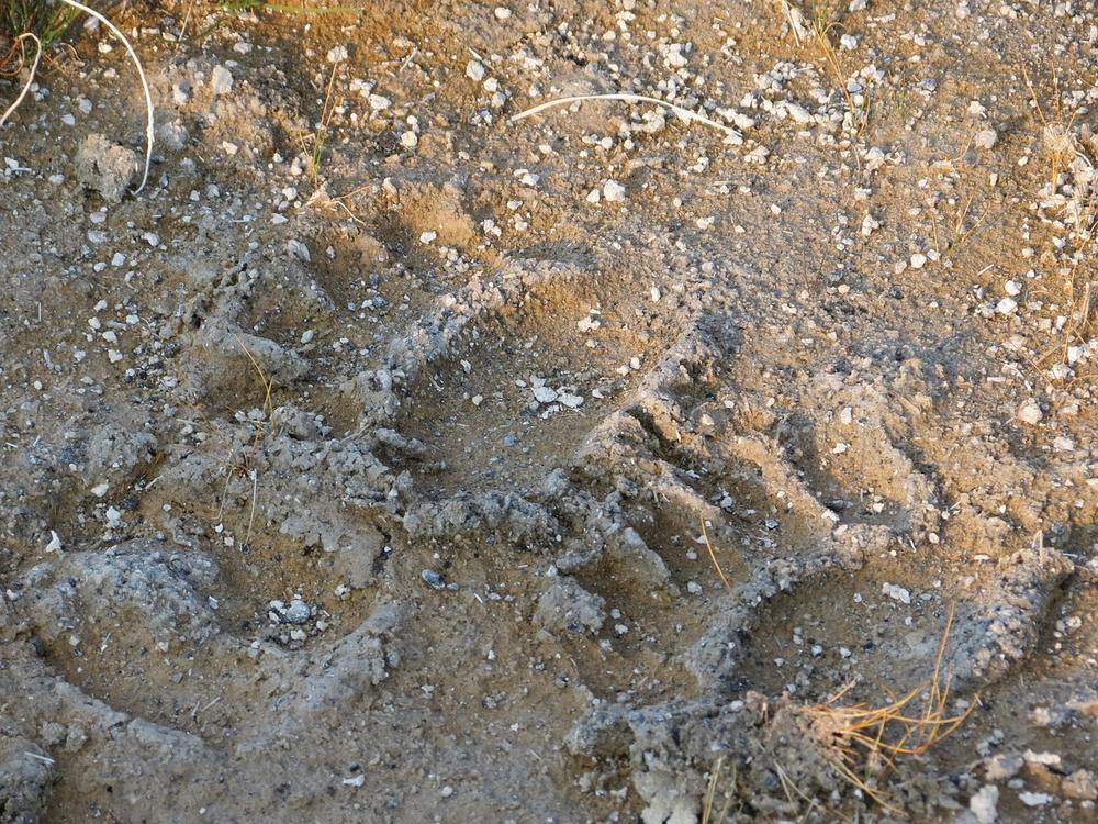 Symbolism of Bear Tracks in Shamanism