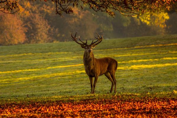 Spiritual Meaning of Stag Deer