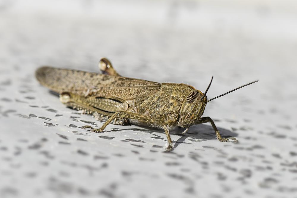The Healing Power of Locusts in Spiritual Practices