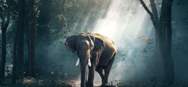Elephant Tusk Spiritual Meaning