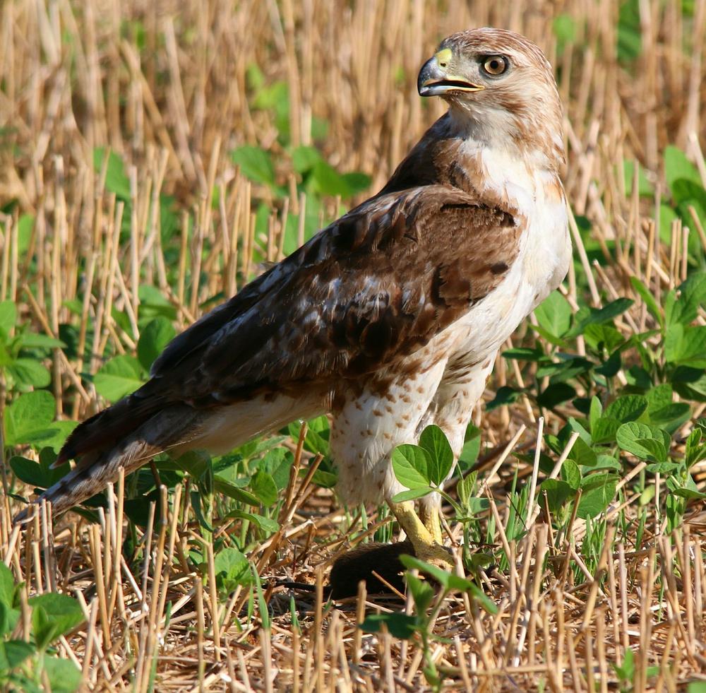 Decoding the Symbolic Messages and Spiritual Essence of the Red-Tailed Hawk