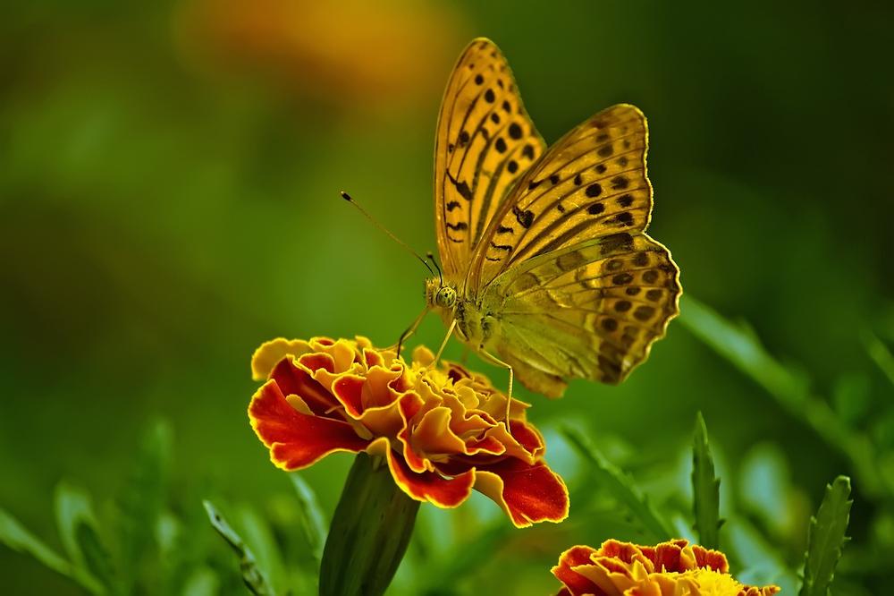 The Spiritual Meaning of Seeing Butterflies