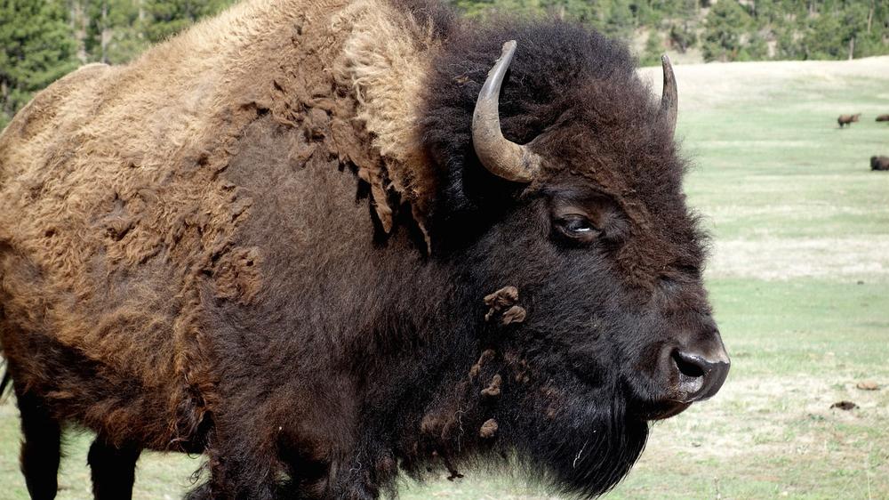 Meaning and Symbolism of Buffalo as Spirit Animal
