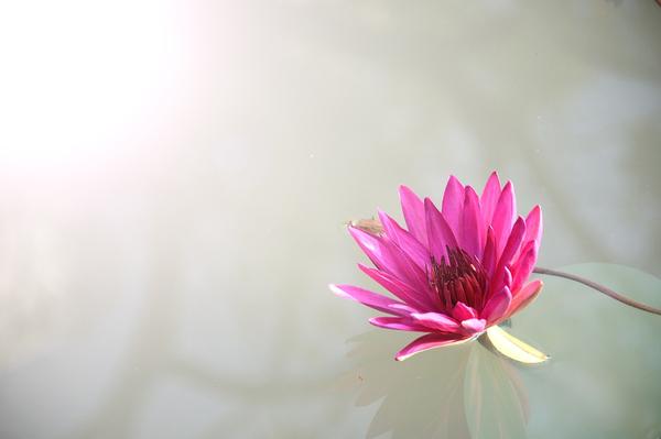 What Is the Spiritual Meaning of the Lotus Flower