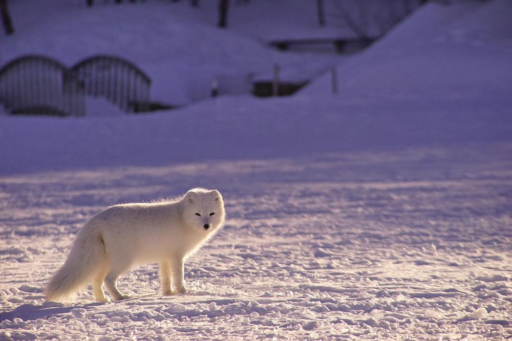 Wisdom Associated With White Foxes