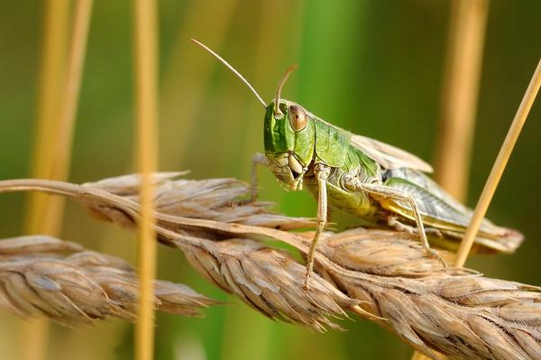 What Is the Spiritual Meaning of Locust