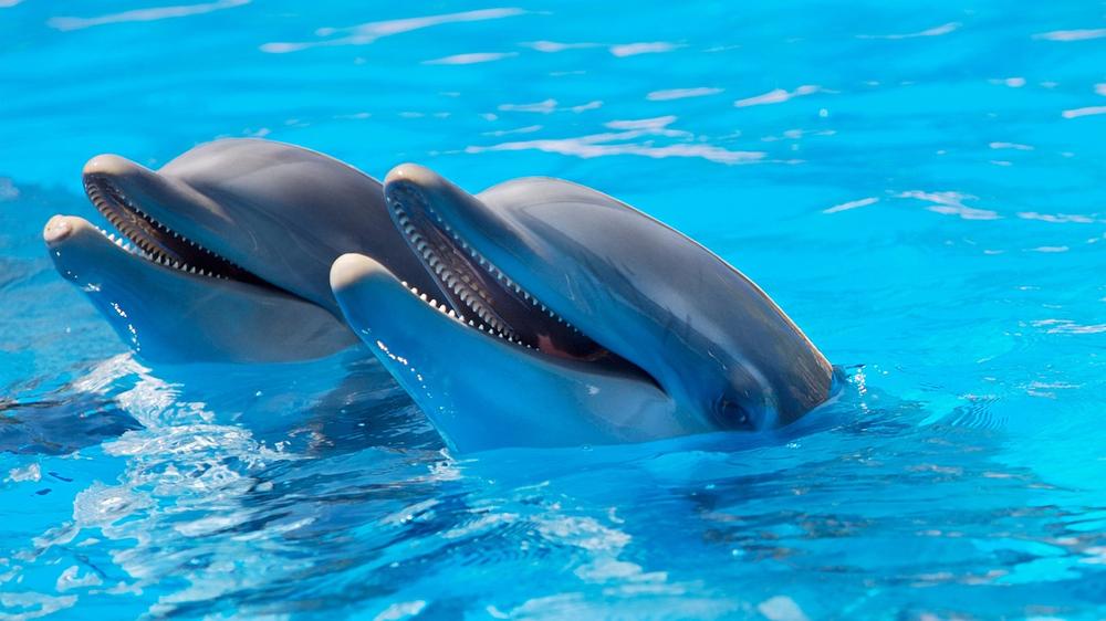 What Does It Mean When a Dolphin Appears in a Person’s Life?