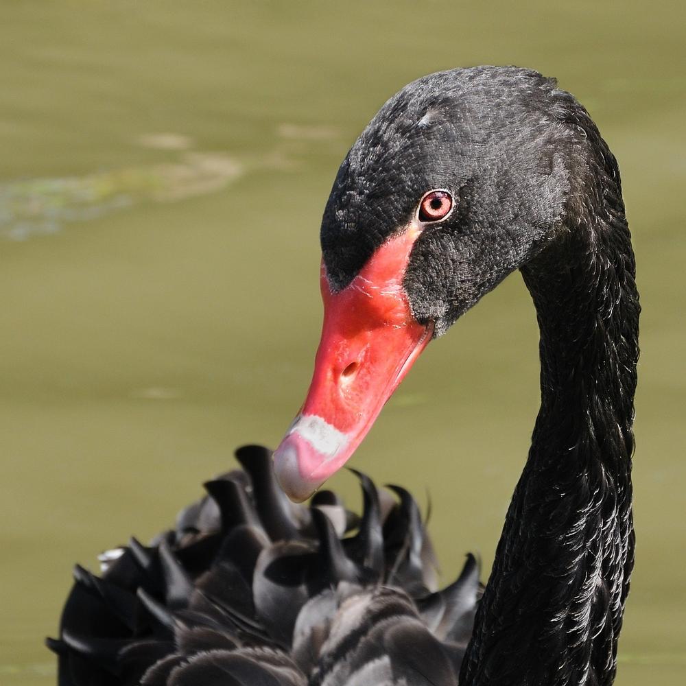 Understanding the Black Swan: A Unique Symbol of Transformation