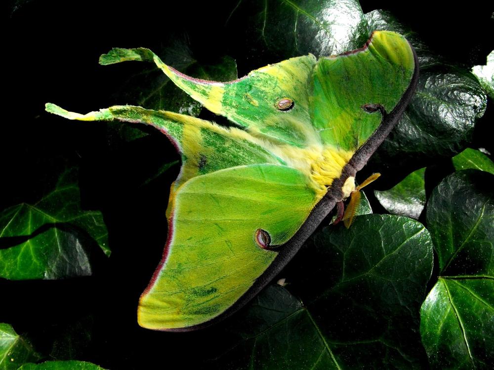Luna Moth's Symbolism of Intuition and Spiritual Guidance