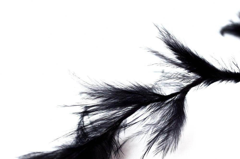 The Cultural Significance of Black Feathers