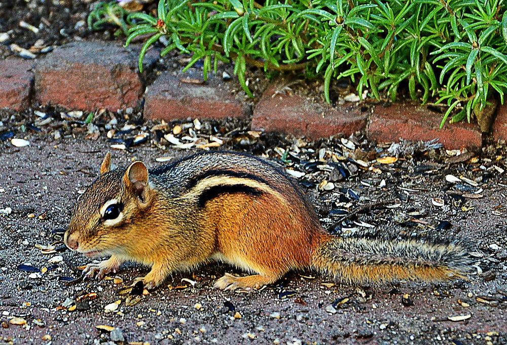 Chipmunk in Dream Spiritual Meaning