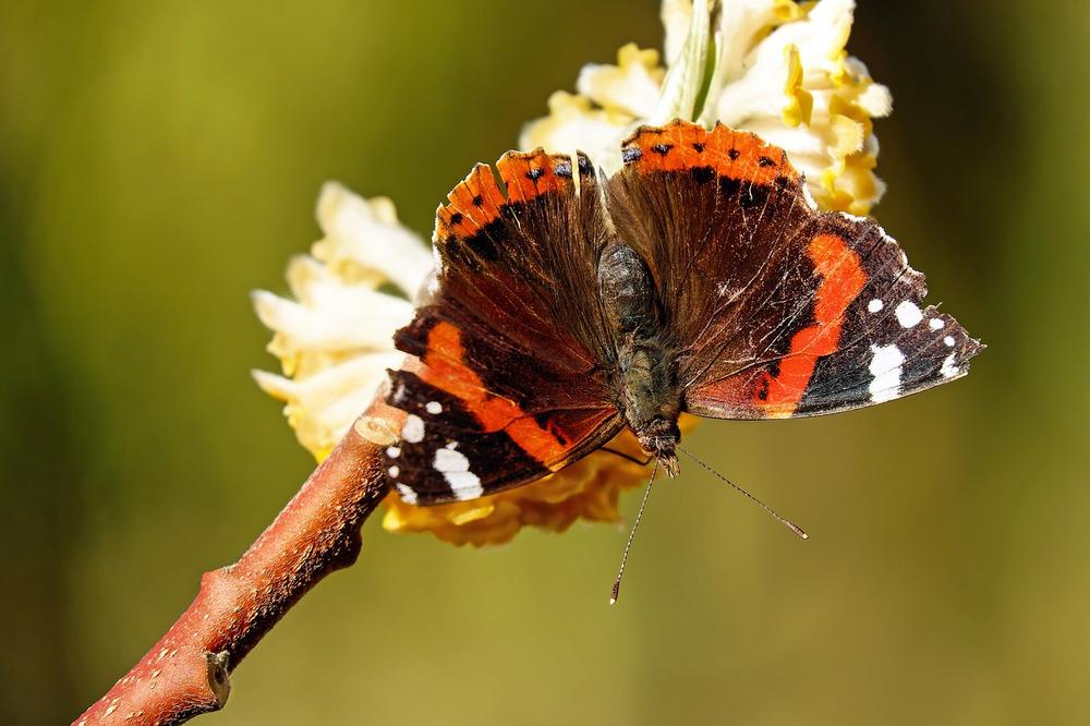 The Significance of the Vanessa Atalanta Butterfly in Different Cultures
