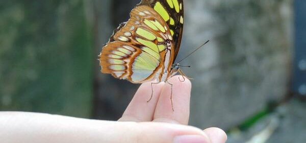 Spiritual Butterflies in Stomach