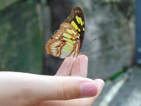Spiritual Butterflies in Stomach