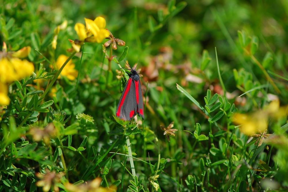 Understanding the Spiritual Meaning of Cinnabar Moths