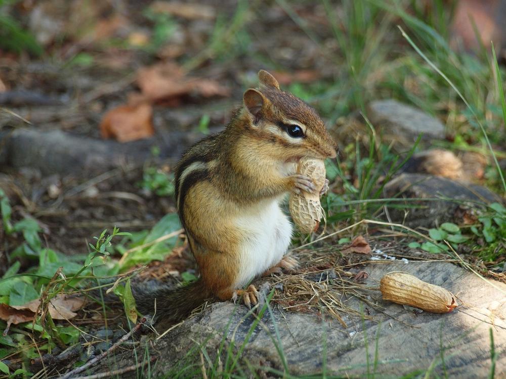 Chipmunk in Dream Spiritual Meaning