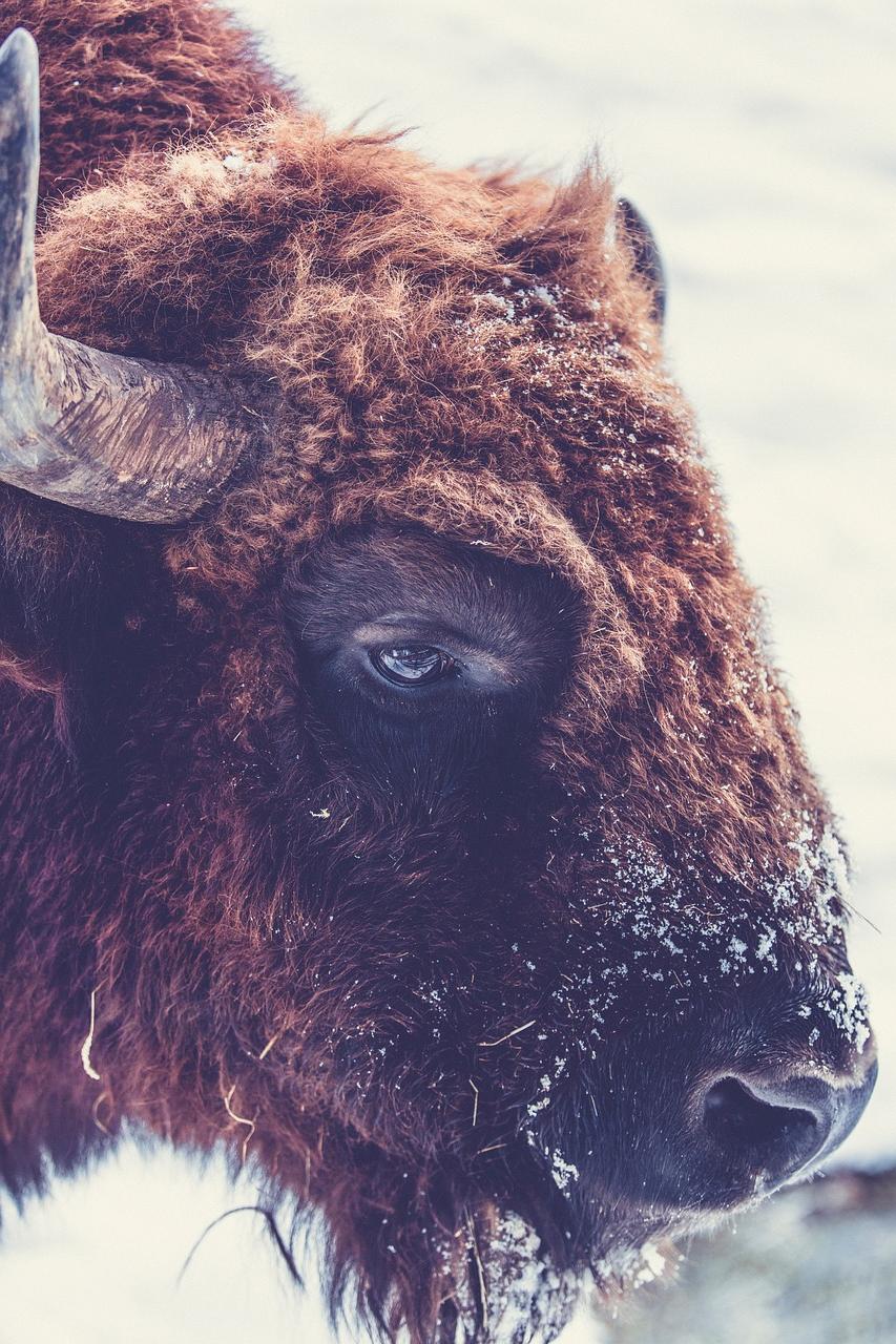 Significance and Sacred Teachings of Buffalo Medicine