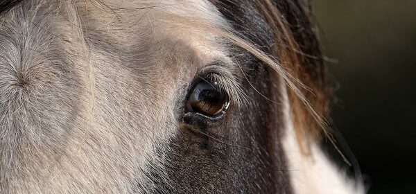 Horse Hair Spiritual Meaning