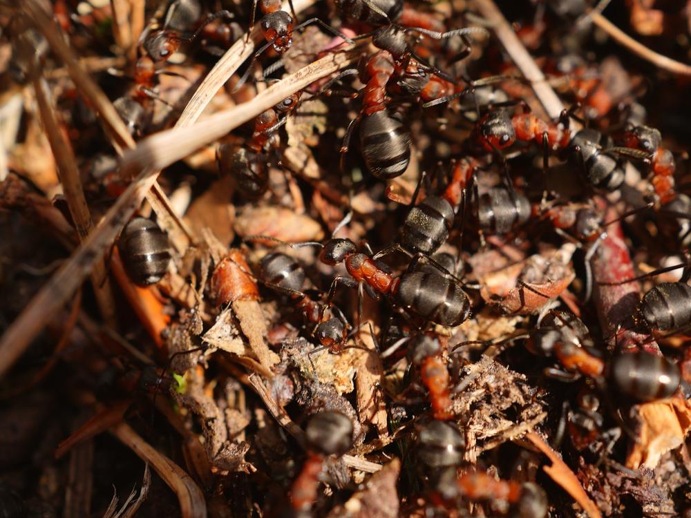 Exploring the Symbolism of Ants in Dreams