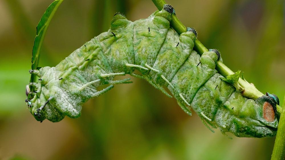 Exploring the Spiritual Significance of Caterpillars