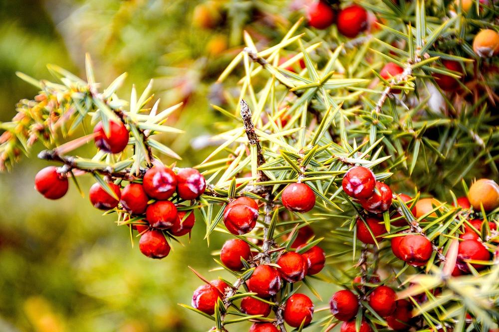 Exploring the Symbolic Meaning of Juniper