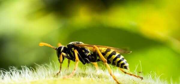 What Is the Spiritual Meaning of a Wasp