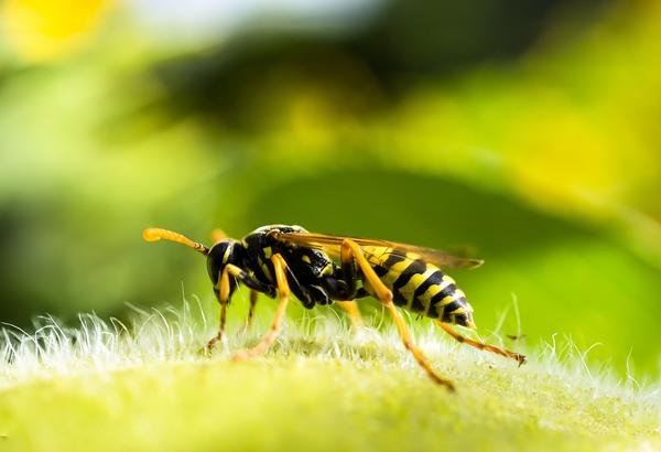 What Is the Spiritual Meaning of a Wasp