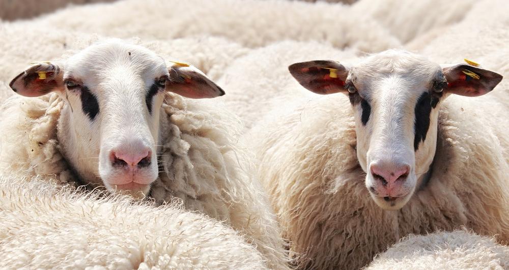 Spiritual Guidance From Sheep