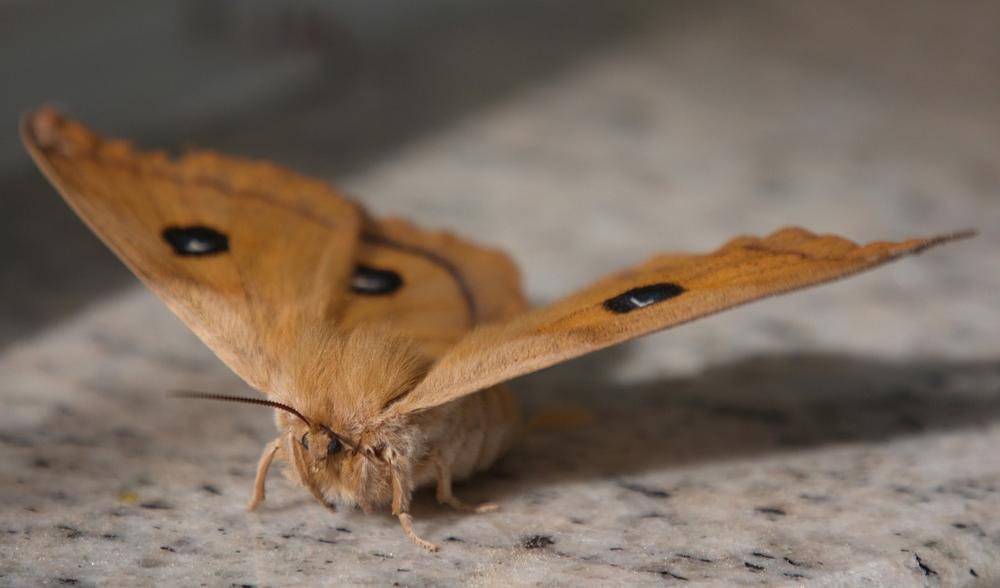 The Spiritual Significance of Moths