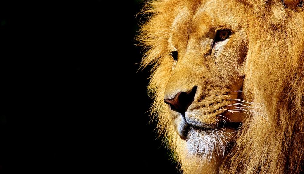 The Courage and Strength of a Lion Heart