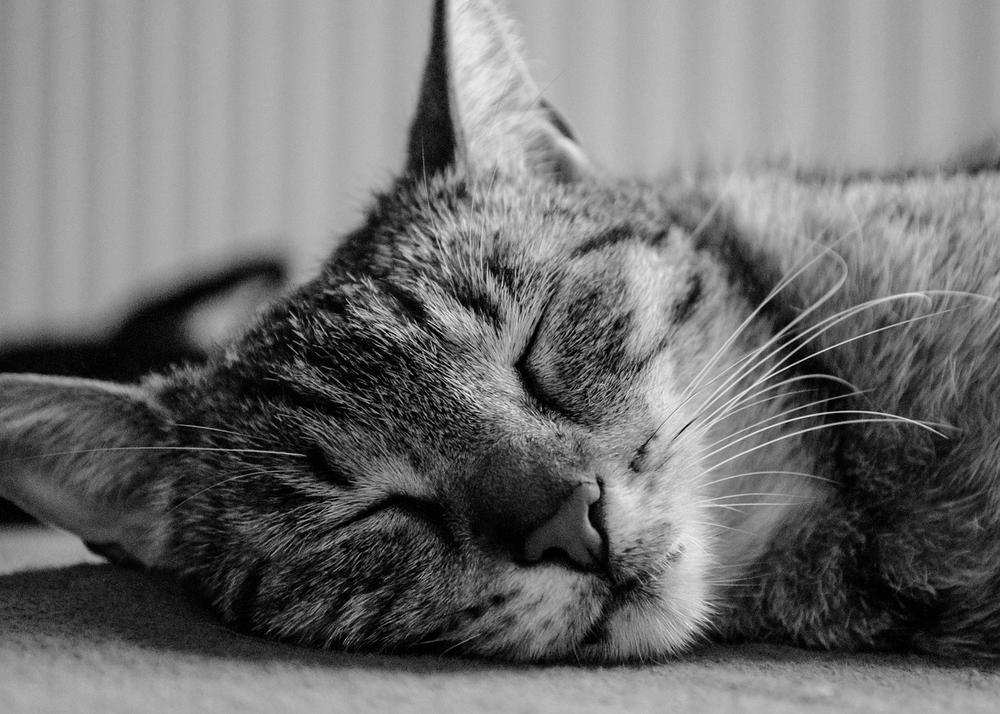 The Symbolic Meanings Conveyed by Dreaming of Cats