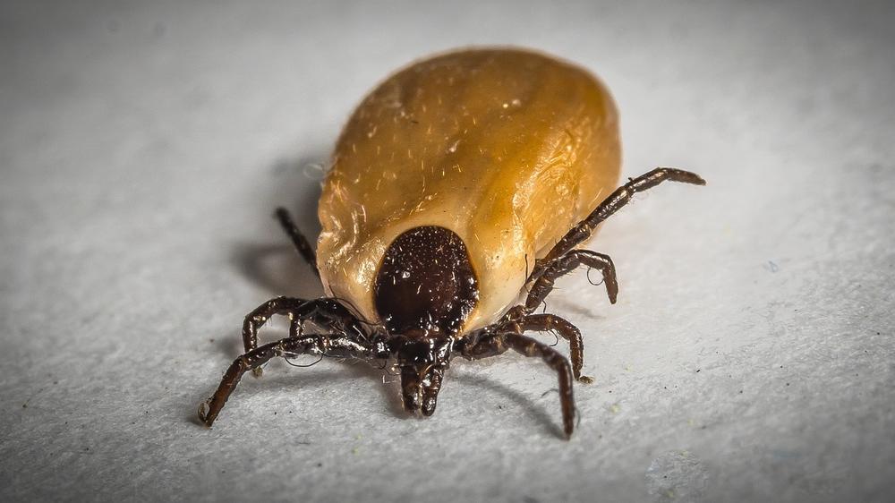 Exploring the Connection Between Ticks and Personal Growth or Transformation