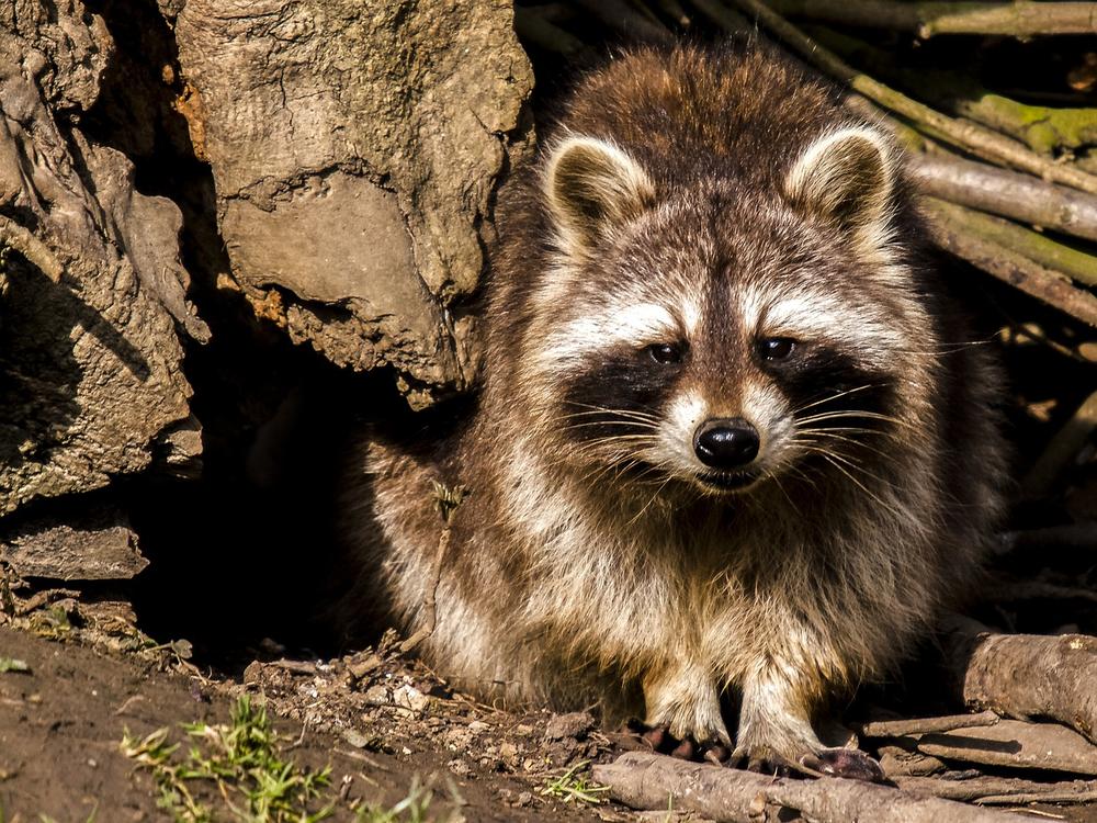 Raccoon Transformation and Shapeshifting Meaning