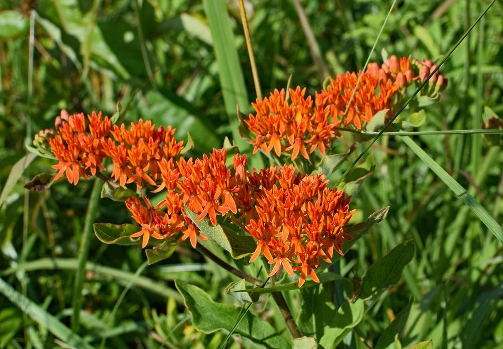 The Connection Between Butterfly Weed and Transformation