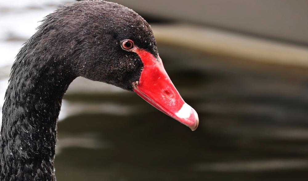 Inspiring Boundless Creativity: Exploring the Artistic Expression of the Rare Black Swan