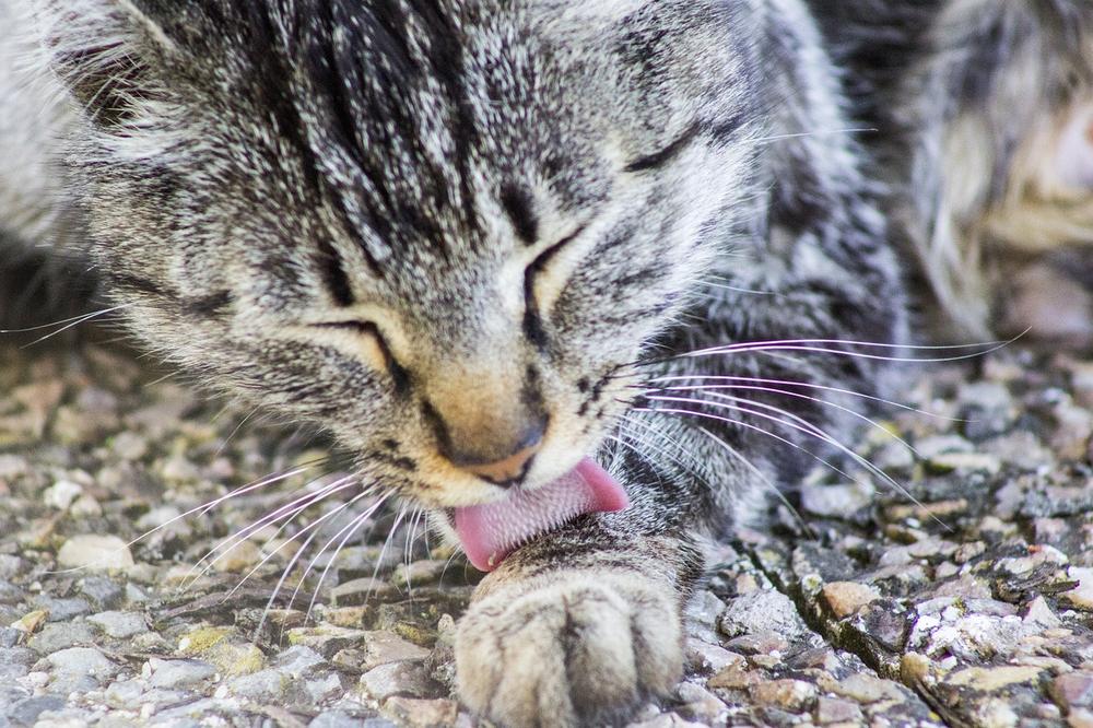 How Can Cat Allergies Connect to Spiritual Meanings?