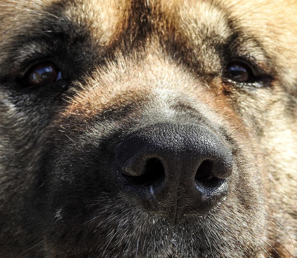 The Spiritual Symbolism of Dogs and Bears